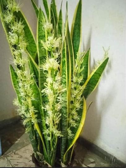 虎尾蘭開花|虎尾蘭開花的秘密：代表什麼寓意與象徵意義？ – 植物盆栽綠寶典